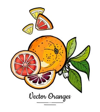 Oranges set vector isolated. Whole cut chopped orange red pink grapefruit sli Stock Illustration