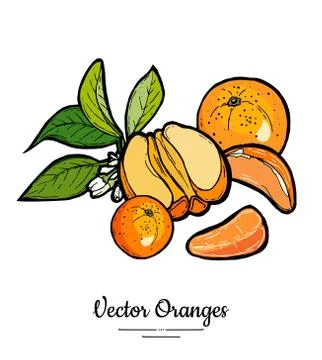 Oranges set vector isolated. Whole orange mandarin, slices, flowers leaves. F Stock Illustration