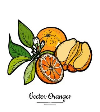 Oranges set vector isolated. Whole half peeled cut oranges flowers leaves. Fr Stock Illustration
