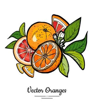 Oranges set vector isolated. Whole half cut chopped orange red grapefruit sli Stock Illustration