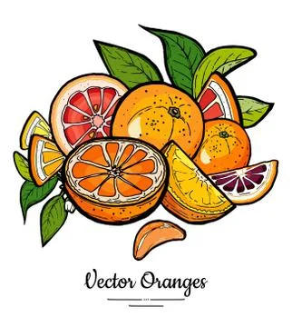 Oranges set vector isolated. Whole half cut chopped orange red grapefruit sli Stock Illustration