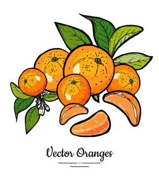 Oranges set vector isolated. Whole orange mandarin, slices, flowers leaves. F Stock Illustration
