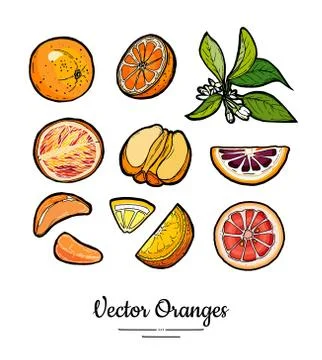 Oranges set vector isolated. Whole, chopped orange, slices, flowers leaves. F Stock Illustration
