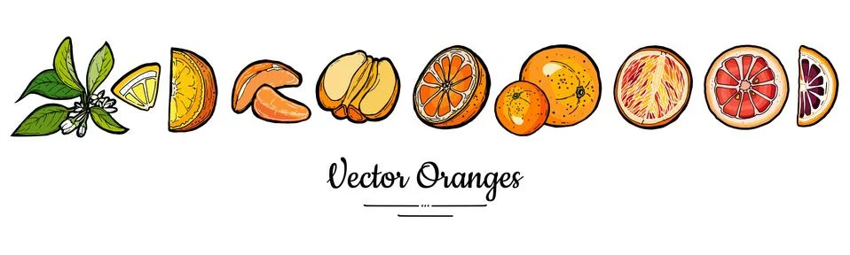Oranges set vector isolated. Whole, chopped orange, slices, flowers leaves. F Stock Illustration