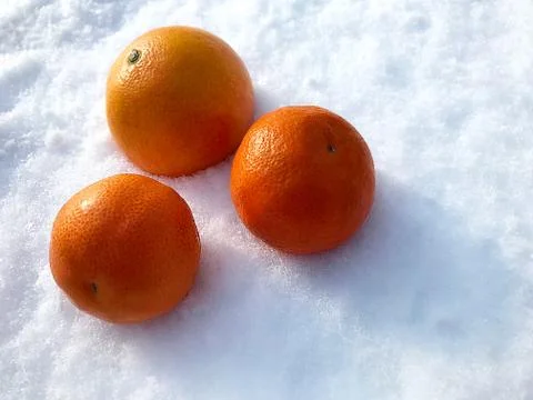 Oranges in the snow. Stock Photos