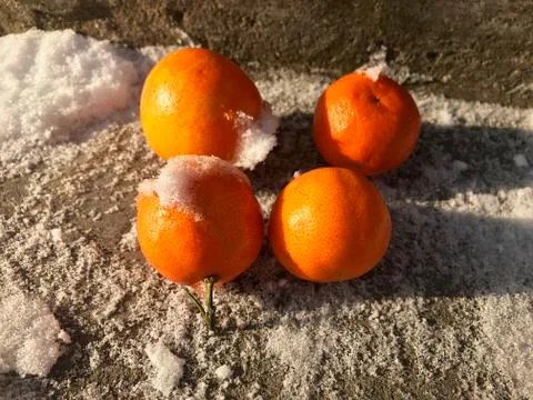 Oranges in the snow. Stock Photos