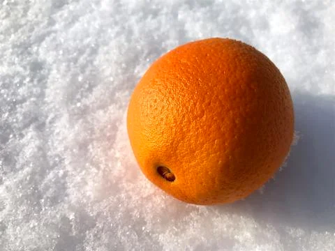Oranges in the snow. Stock Photos