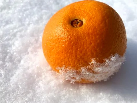 Oranges in the snow. Stock Photos
