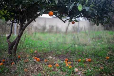 Oranges spilled Stock Photos
