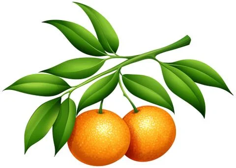 Oranges with stem and leaves Stock Illustration