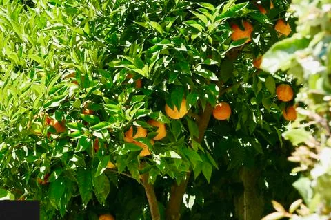 Oranges in the sun Stock Photos