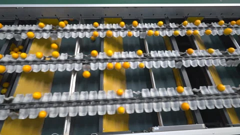 Oranges Swiftly Moving on High-Speed Sorting Lines in Processing Plant Stock Footage 337114975