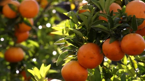 Oranges Swinging In A Tree From A Summer Breeze Stock Footage 344925108