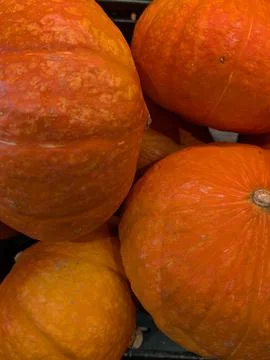 Oranges With Textured Skin Showcase. Closeup Of Orange Pumpkins Exhibiting .. Stock Photos