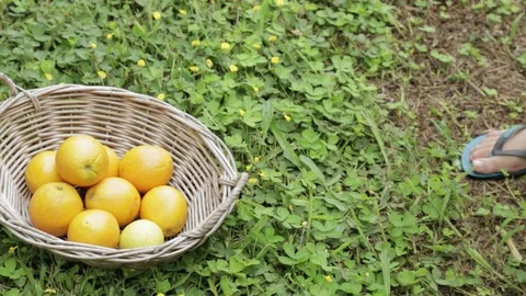 Oranges tossed in cane basket grass foot flip flop thongs orchard Stock-Footage 75216938