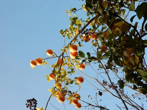 Oranges on a tree against the sky, selective focus Foto stock