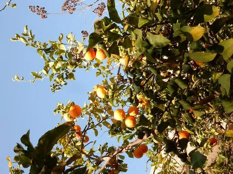 Oranges on a tree against the sky, selective focus Stock Photos