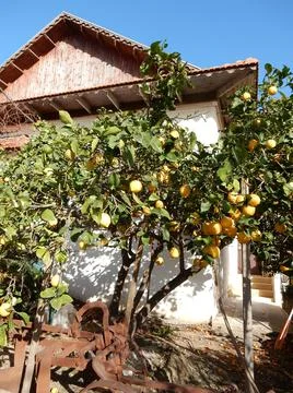 Oranges on a tree against the sky, selective focus Foto stock