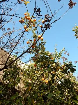 Oranges on a tree against the sky, selective focus Stock Photos