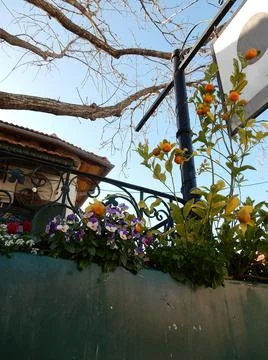 Oranges on a tree against the sky, selective focus Stock Photos