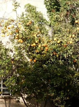 Oranges on a tree against the sky, selective focus Stock Photos