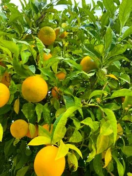 Oranges on a tree. Background from oranges among green leaves. Stock Photos