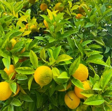 Oranges on a tree. Background from oranges among green leaves. Stock Photos