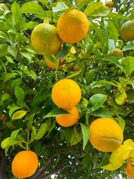 Oranges on a tree. Background from oranges among green leaves. Stock Photos