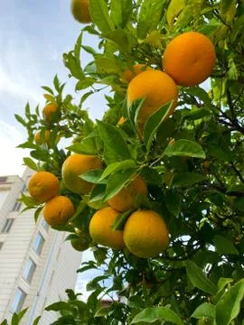 Oranges on a tree. Background from oranges among green leaves. Stock Photos