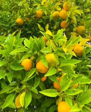 Oranges on a tree. Background from oranges among green leaves. Stock Photos