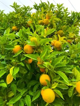 Oranges on a tree. Background from oranges among green leaves. Stock Photos
