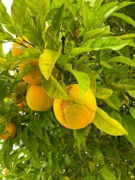 Oranges on a tree. Background from oranges among green leaves. Stock Photos