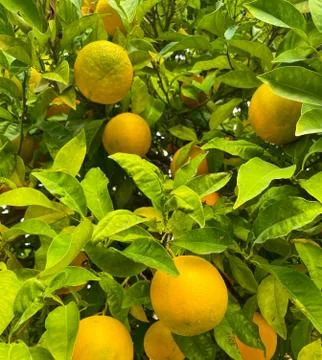 Oranges on a tree. Background from oranges among green leaves. Stock Photos