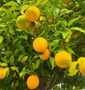 Oranges on a tree. Background from oranges among green leaves. Stock Photos
