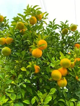 Oranges on a tree. Background from oranges among green leaves. Stock Photos