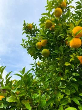 Oranges on a tree. Background from oranges among green leaves. Stock Photos