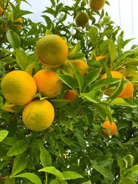 Oranges on a tree. Background from oranges among green leaves. Stock Photos