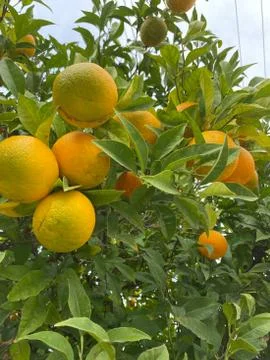 Oranges on a tree. Background from oranges among green leaves. Stock Photos