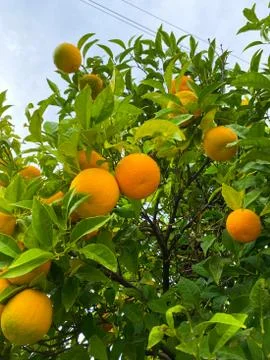 Oranges on a tree. Background from oranges among green leaves. Stock Photos