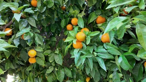 Oranges on tree in Barcelona Video stock 295965041