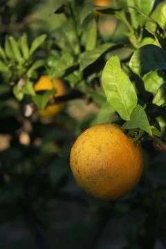 Oranges on the tree to be collected Stock Photos