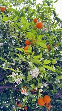 Oranges tree blossoms Stock Photos
