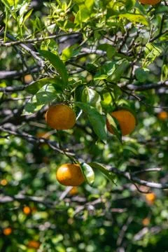 Oranges on a tree with blurred background of another trees and oranges Stock Photos