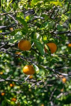 Oranges on a tree with blurred background of another trees and oranges Stock Photos