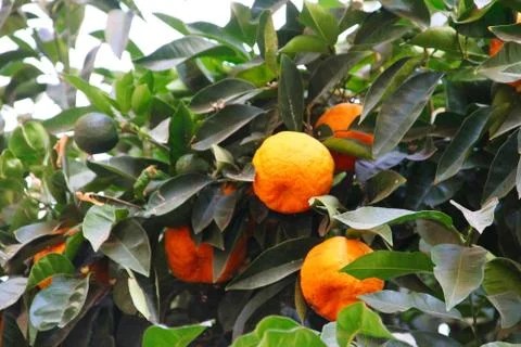Oranges on tree branch Stock Photos
