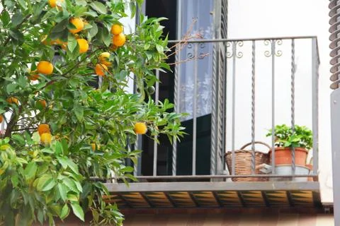 Oranges on tree branch Stock Photos