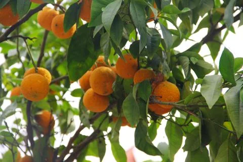 Oranges on tree branch Stock Photos