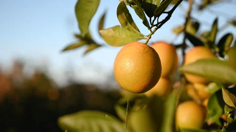 Oranges on tree branches in the garden 2 Stock Footage 265241165
