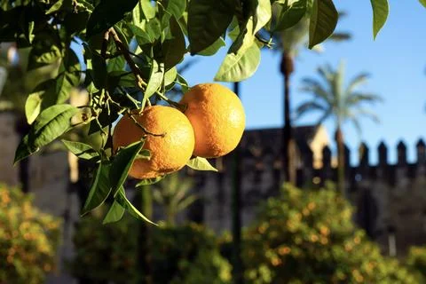 Oranges on tree on castle background Stock Photos