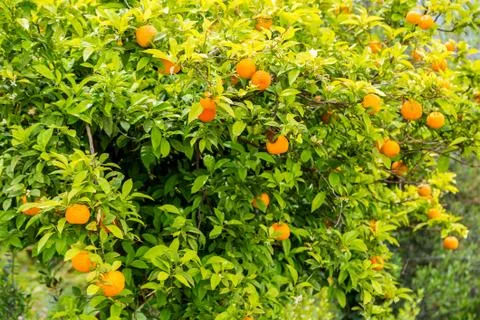 Oranges  tree in Croatia Foto stock
